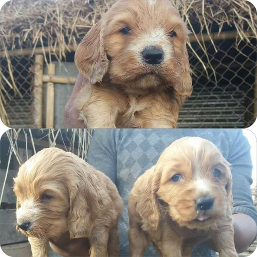 Cocker Spaineal Puppy male