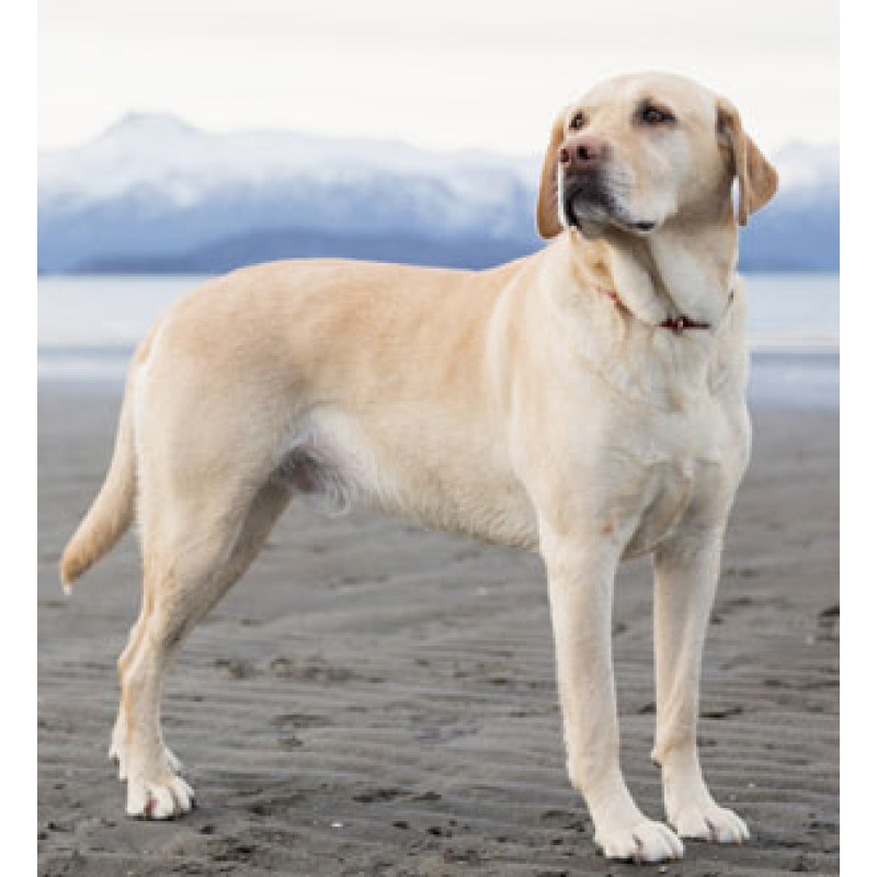 Labrador Adult Dog